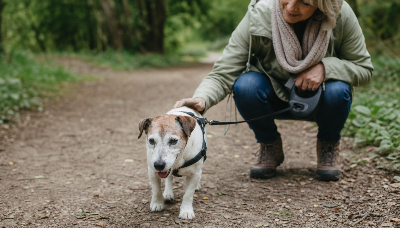 Comment adapter les promenades pour un Jack Russell âgé?